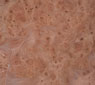 Elm Carpathian Burl